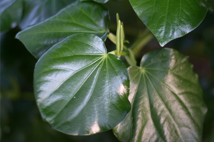 Kawakawa